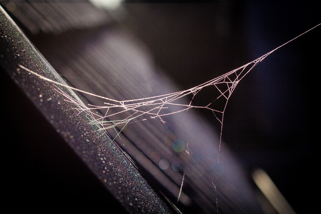 Dealing with Spiders and Insects: A Safety Guide